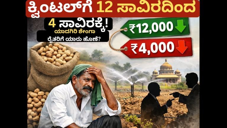 ಕ್ವಿಂಟಲ್‌ಗೆ 12 ಸಾವಿರದಿಂದ 4 ಸಾವಿರಕ್ಕೆ! ಯಾದಗಿರಿ ಶೇಂಗಾ ರೈತರಿಗೆ ಯಾರು ಹೊಣೆ?